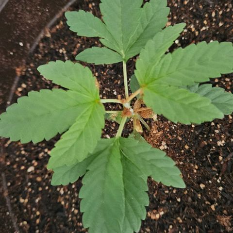 Terple growlog timeline photo