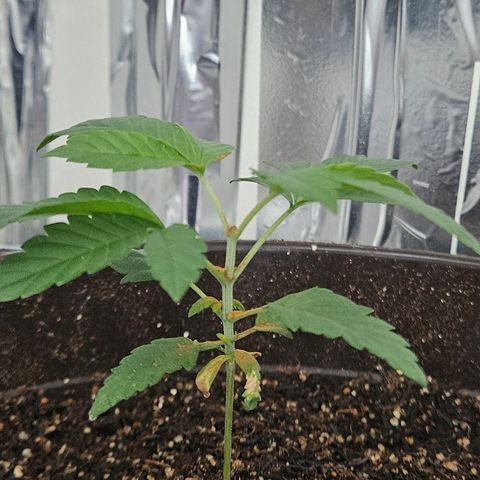 Terple growlog timeline photo