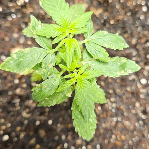 Pineapple Express Auto growlog timeline photo