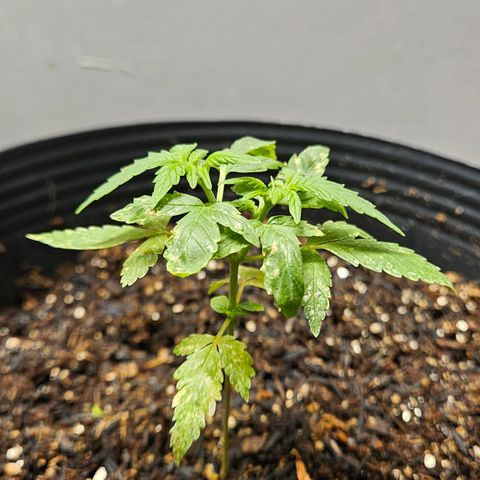 Pineapple Express Auto growlog timeline photo