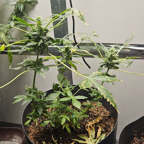 Pineapple express auto growlog timeline photo