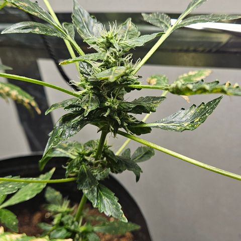 Pineapple express auto growlog timeline photo