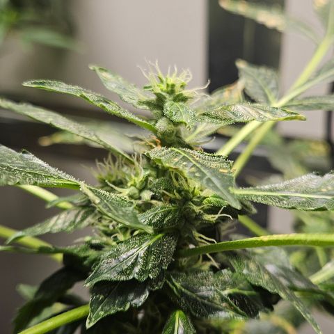 Pineapple express auto growlog timeline photo
