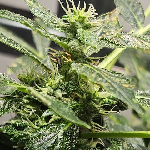 Pineapple express auto growlog timeline photo