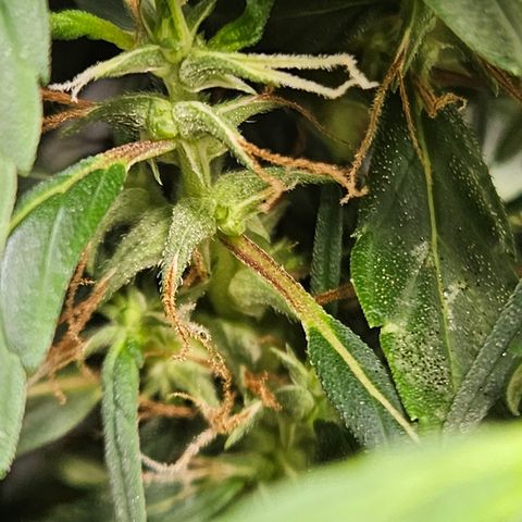 Gorilla Glue growlog timeline photo