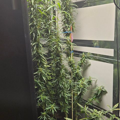 Gorilla Glue growlog timeline photo