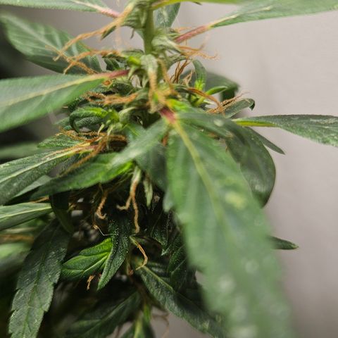 Gorilla Glue growlog timeline photo