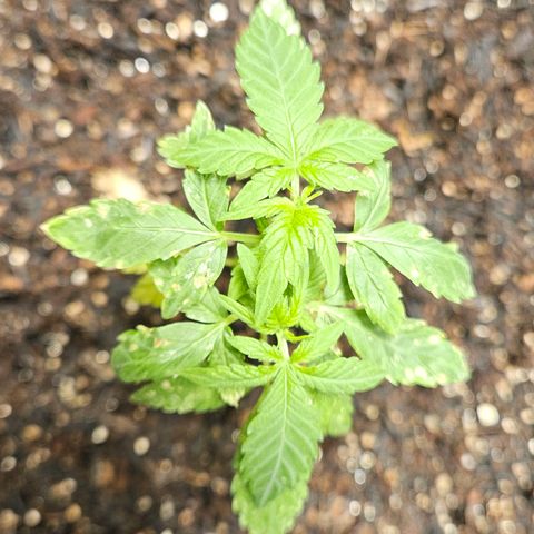 Pineapple Express Auto growlog timeline photo