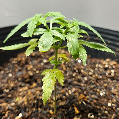 Pineapple Express Auto growlog timeline photo