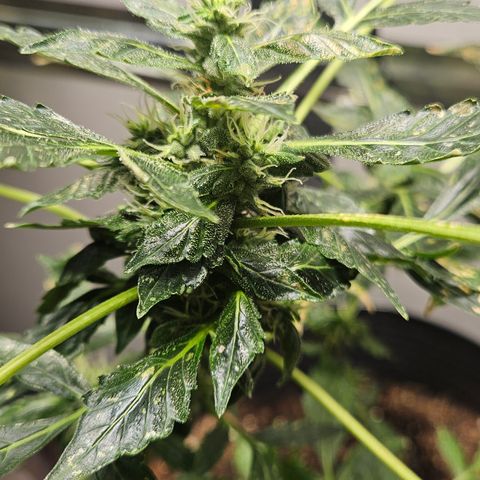 Pineapple express auto growlog timeline photo