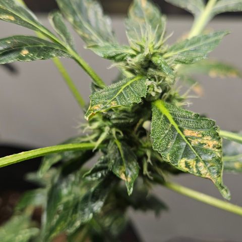 Pineapple express auto growlog timeline photo