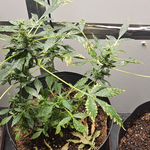 Pineapple express auto growlog timeline photo