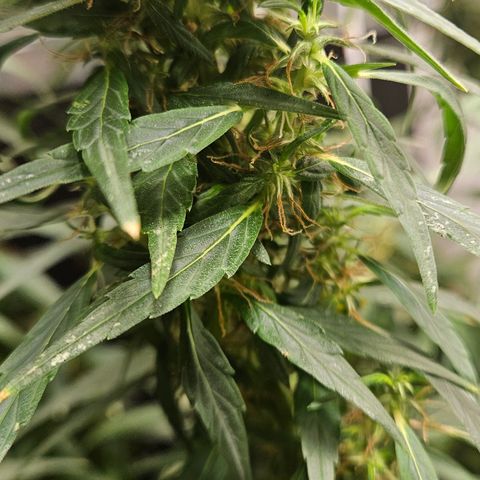 Gorilla Glue growlog timeline photo