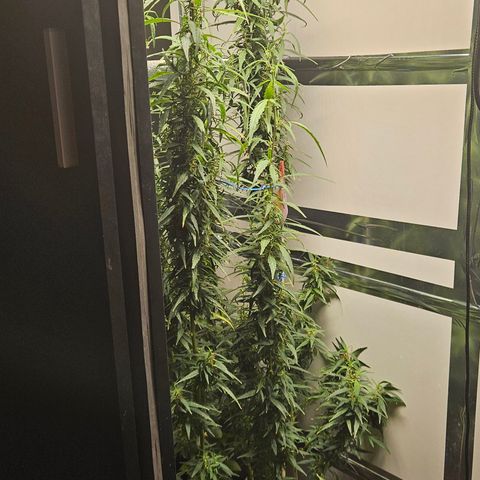 Gorilla Glue growlog timeline photo