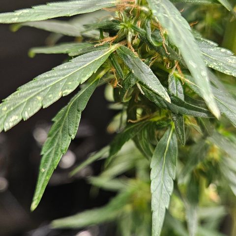 Gorilla Glue growlog timeline photo