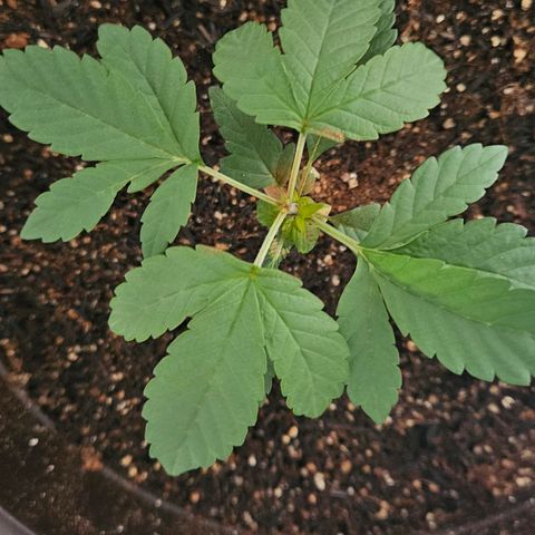 Terple growlog timeline photo