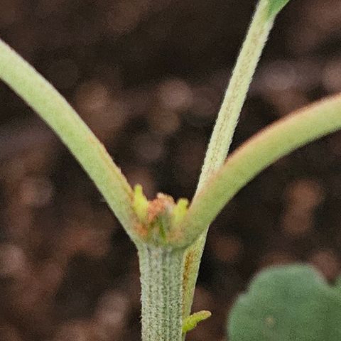 Terple growlog timeline photo