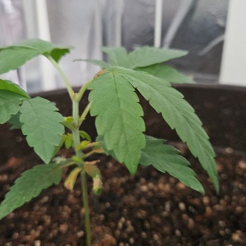 Terple growlog timeline photo