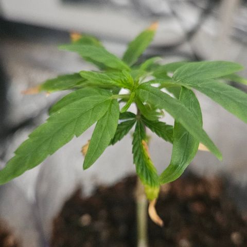 Gorila clone growlog timeline photo