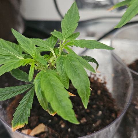 Gorila clone growlog timeline photo