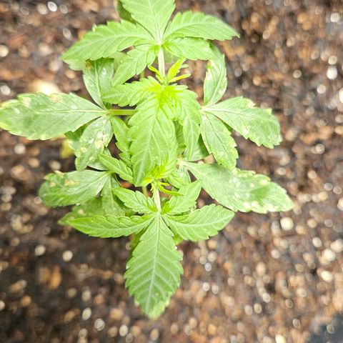 Pineapple Express Auto growlog timeline photo