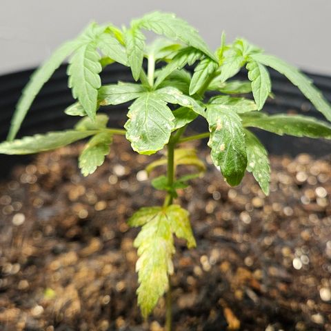 Pineapple Express Auto growlog timeline photo