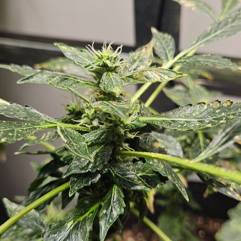 Pineapple express auto growlog timeline photo