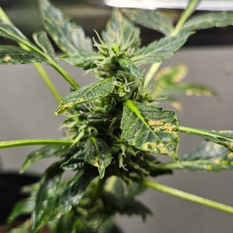 Pineapple express auto growlog timeline photo