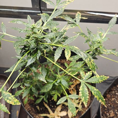 Pineapple express auto growlog timeline photo
