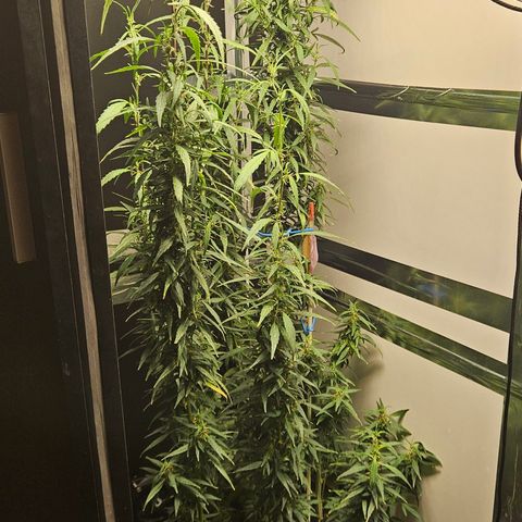 Gorilla Glue growlog timeline photo