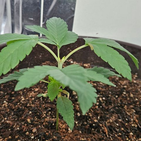 Terple growlog timeline photo
