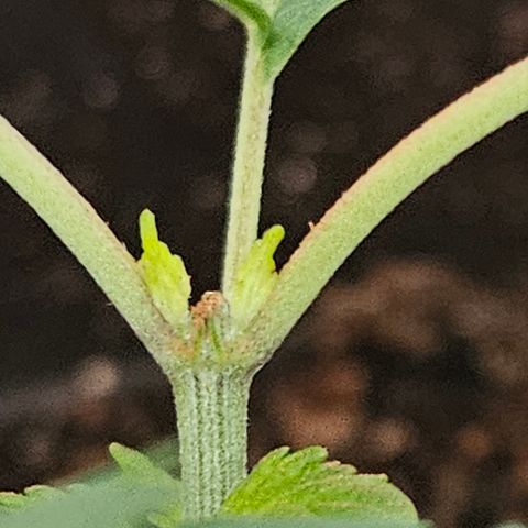 Terple growlog timeline photo