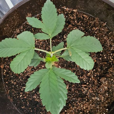 Terple growlog timeline photo