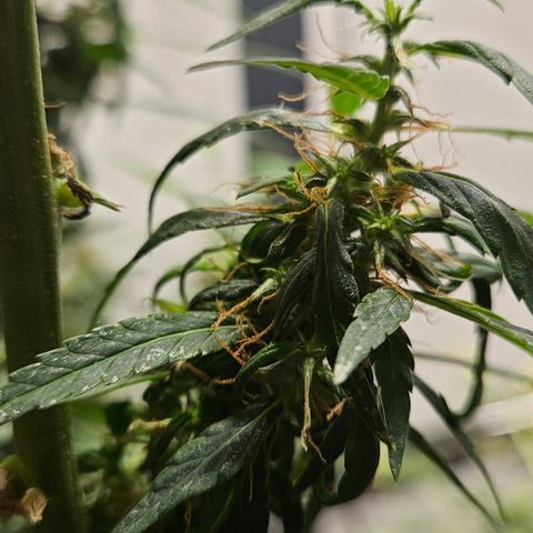Gorilla Glue growlog timeline photo