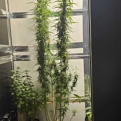 Gorilla Glue growlog timeline photo