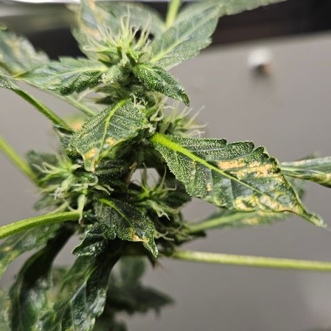 Pineapple express auto growlog timeline photo