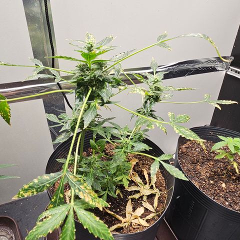 Pineapple express auto growlog timeline photo