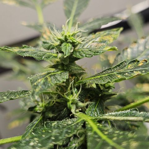 Pineapple express auto growlog timeline photo