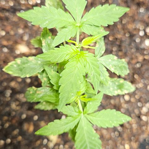 Pineapple Express Auto growlog timeline photo