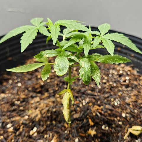 Pineapple Express Auto growlog timeline photo
