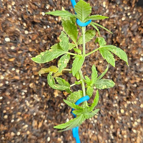 Pineapple Express Auto growlog timeline photo