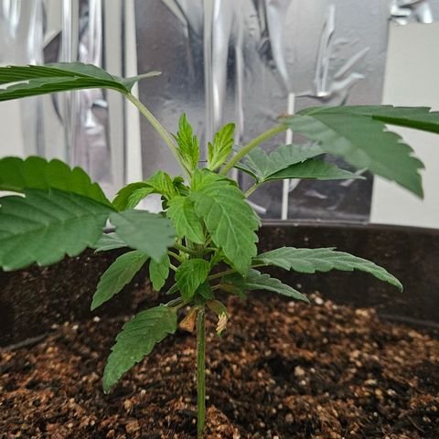 Terple growlog timeline photo