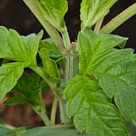 Terple growlog timeline photo