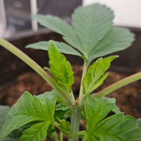 Terple growlog timeline photo