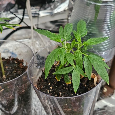 Gorila clone growlog timeline photo
