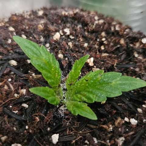 Gorila clone growlog timeline photo