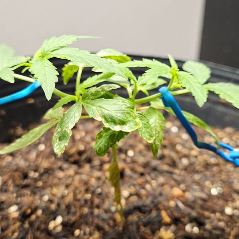 Pineapple Express Auto growlog timeline photo