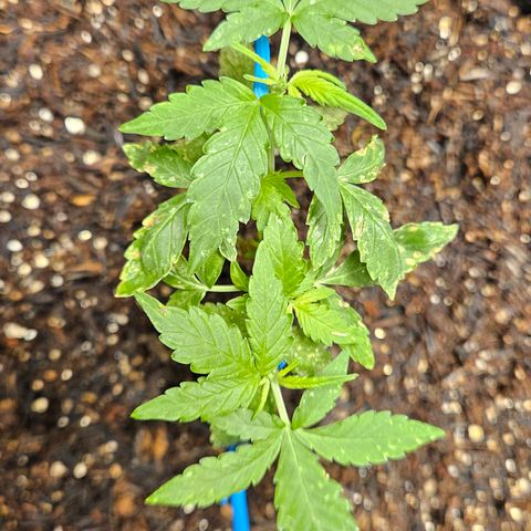 Pineapple Express Auto growlog timeline photo