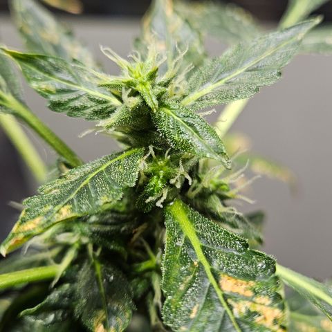 Pineapple express auto growlog timeline photo
