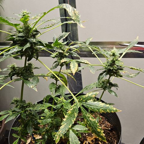 Pineapple express auto growlog timeline photo